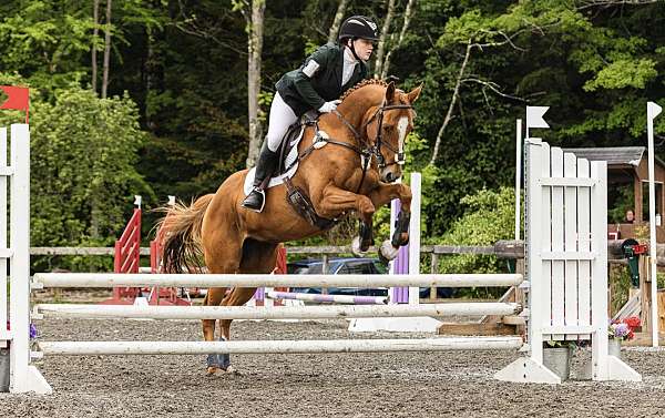 dressage-thoroughbred-horse