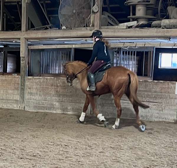 equitation-thoroughbred-horse