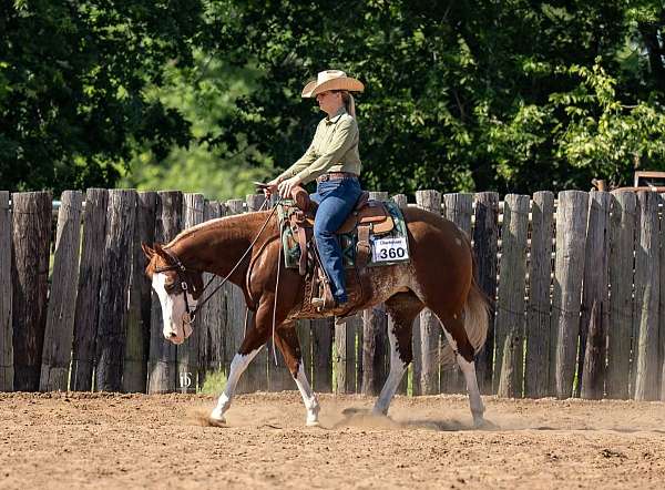 4-high-white-legs-horse