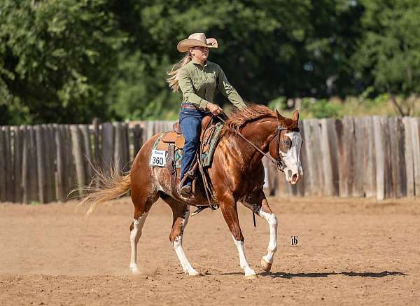 chestnut-overo-4-high-white-legs-horse