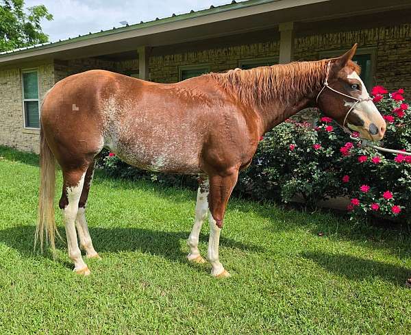 chestnut-overo-belly-white-horse
