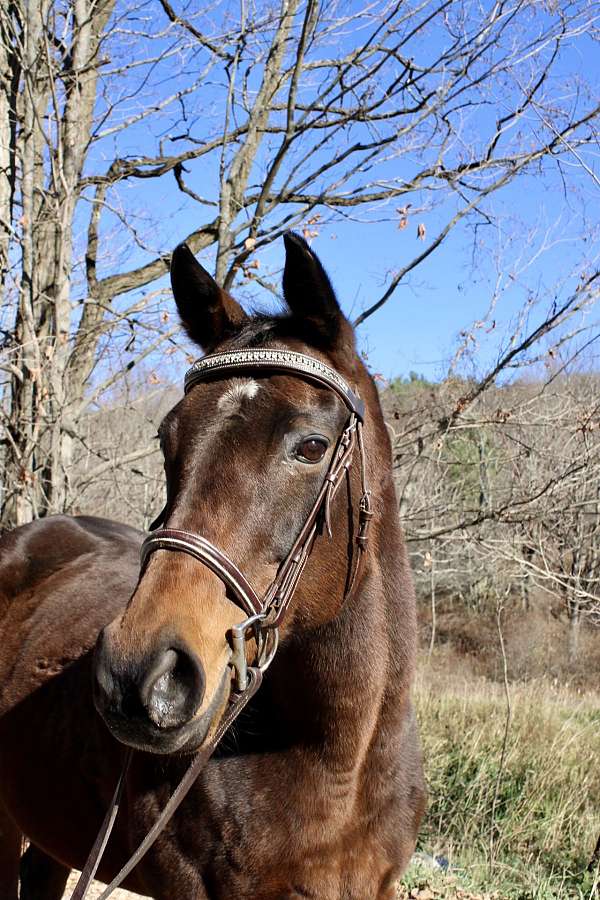 all-around-thoroughbred-horse
