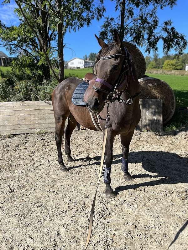 beginner-thoroughbred-horse