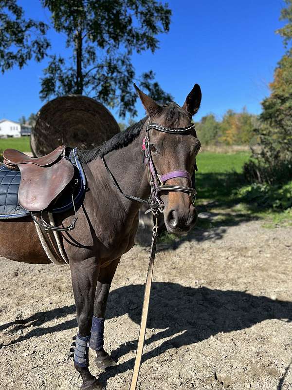 companion-thoroughbred-horse