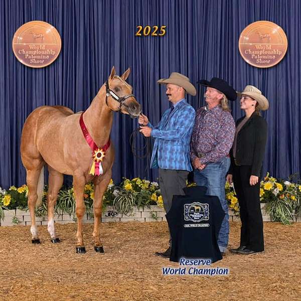 palomino-showmansh-horse