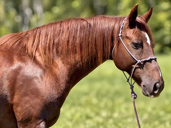 beautiful-face-gelding