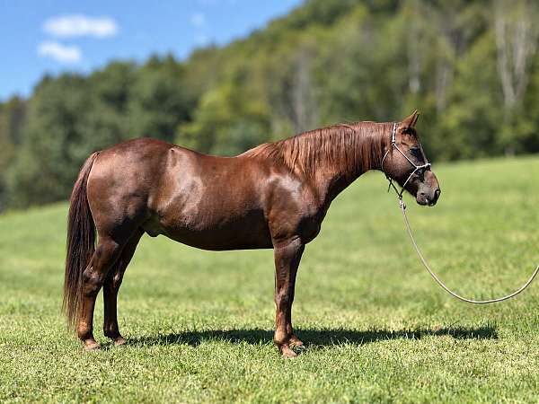 service-gelding