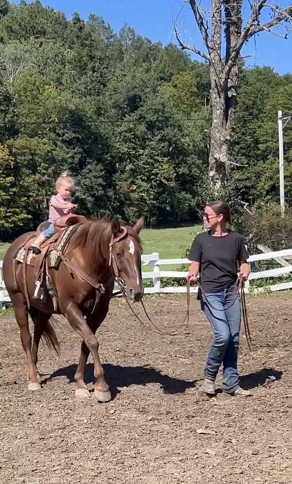 treasured-gelding