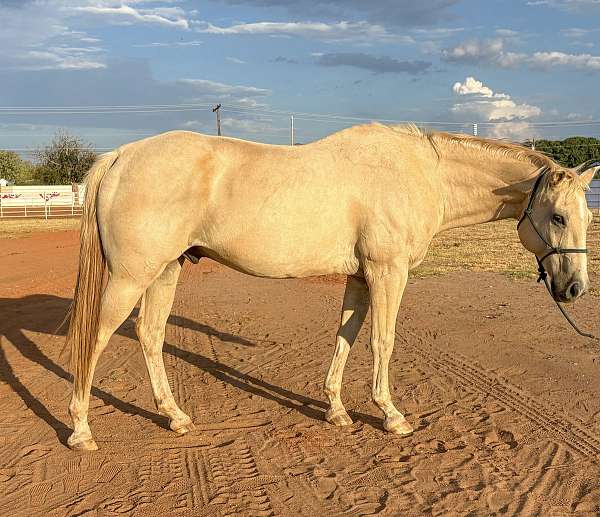 palomino-ridd-horse