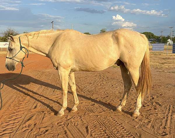 all-around-quarter-horse