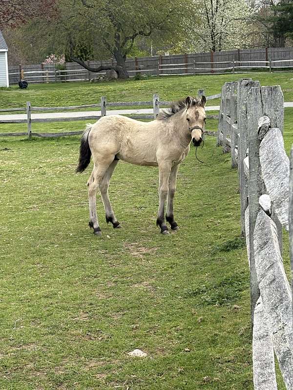 pony-gelding