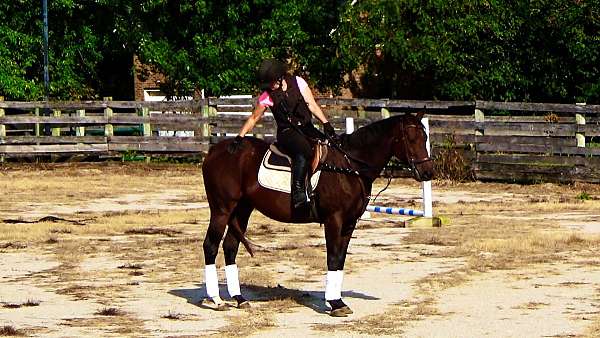horses-for-sale-thoroughbred