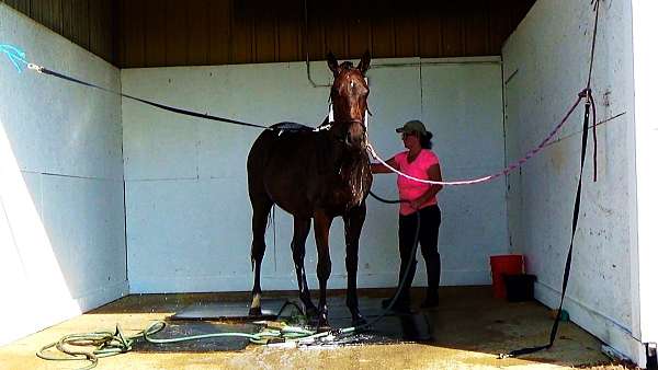ottbs-for-sale-thoroughbred-horse