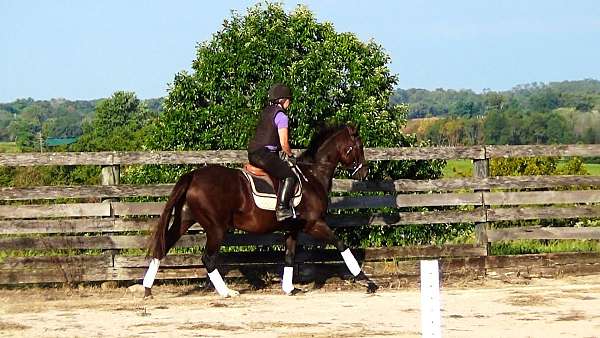 eventing-horses-for-sale-thoroughbred
