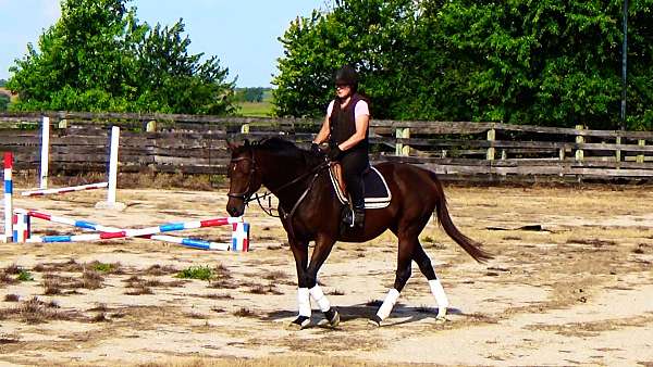 thoroughbred-sport-horses