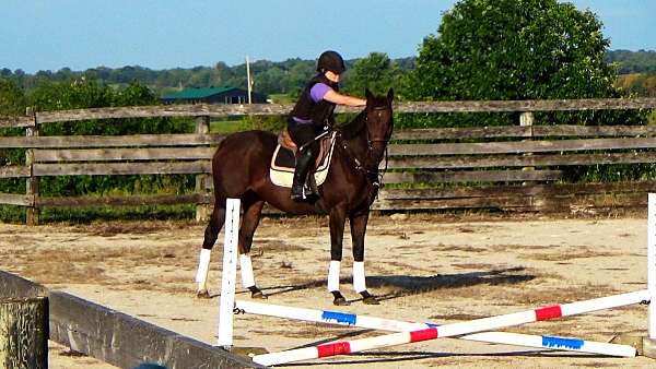 hunter-jumpers-for-sale-thoroughbred-horse