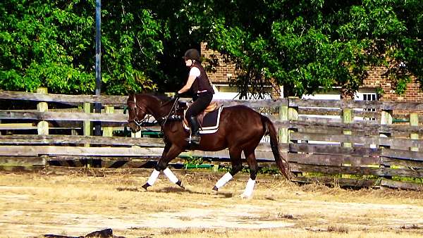 fox-hunting-horses-for-sale-thoroughbred
