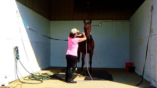 thoroughbreds-for-sale-horse