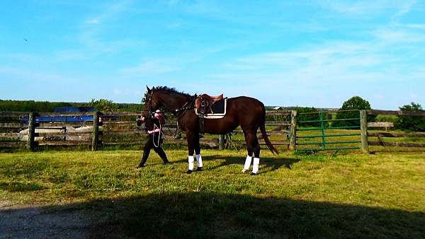 show-horses-for-sale-thoroughbred