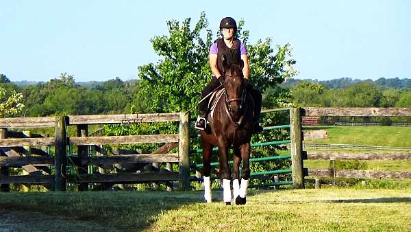 trail-horses-for-sale-thoroughbred