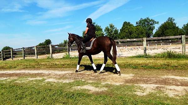 hunter-pace-horses-for-sale-thoroughbred