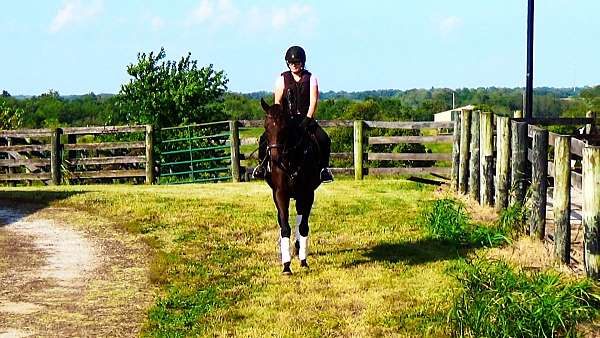 athletic-thoroughbred-horse