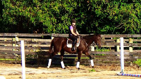 beginner-thoroughbred-horse