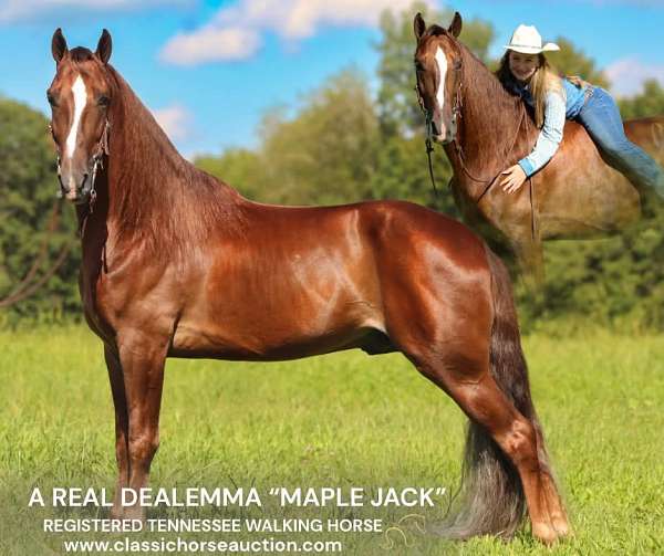 all-around-tennessee-walking-horse