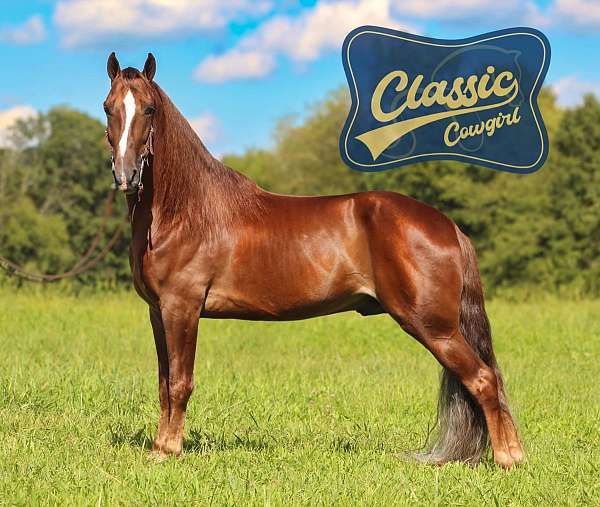athletic-tennessee-walking-horse