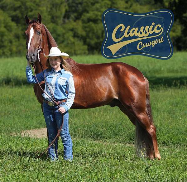 endurance-tennessee-walking-horse
