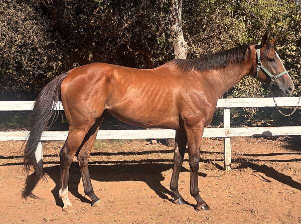 athletic-thoroughbred-horse