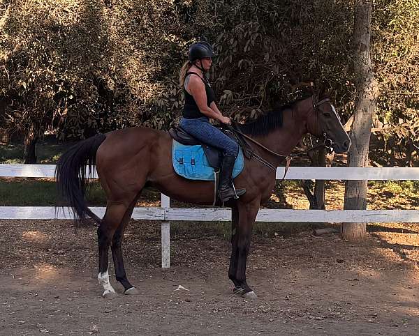all-around-thoroughbred-horse