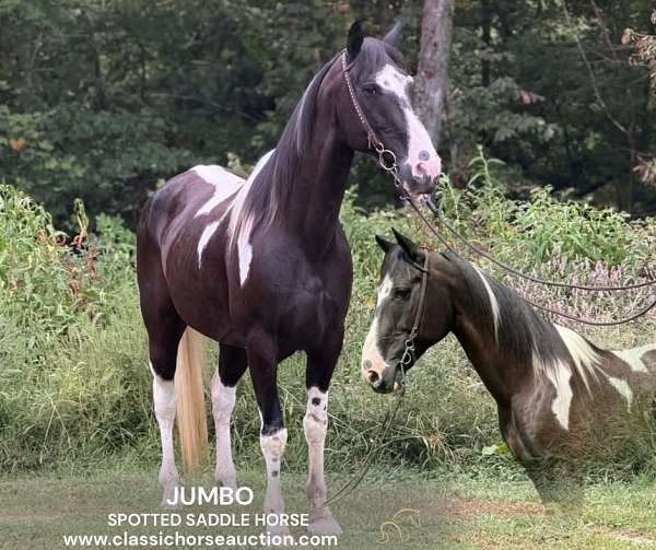 around-spotted-horse