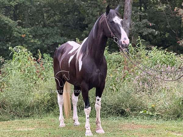 docs-spotted-horse