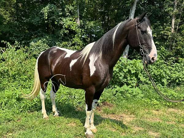 equipment-spotted-horse