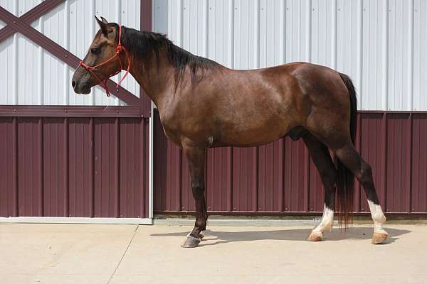 black-pasterns-horse