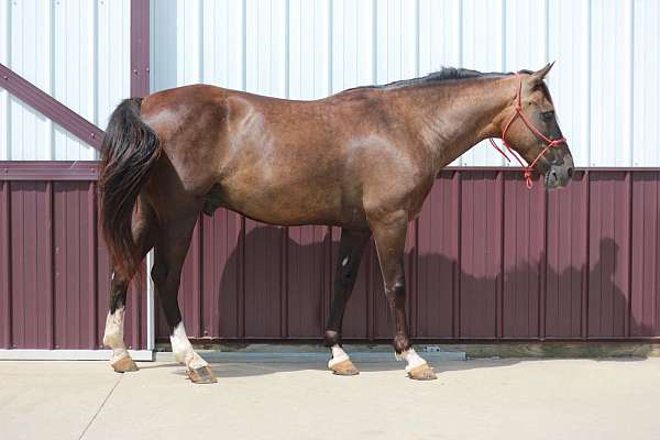 all-terrain-rocky-mountain-horse