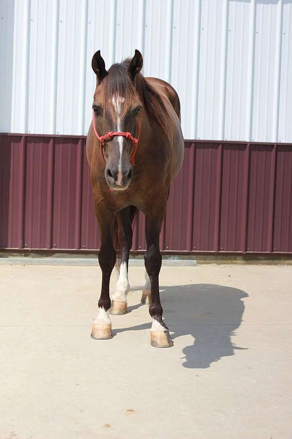 arena-rocky-mountain-horse