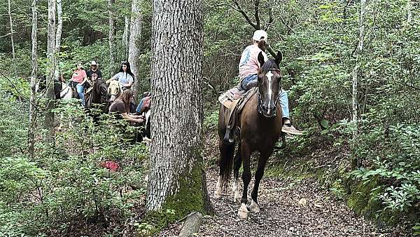 bite-rocky-mountain-horse