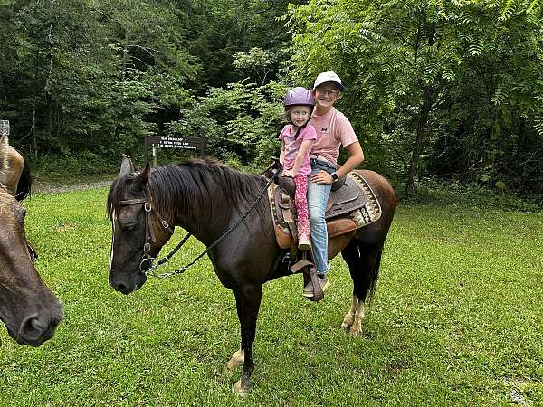 break-rocky-mountain-horse