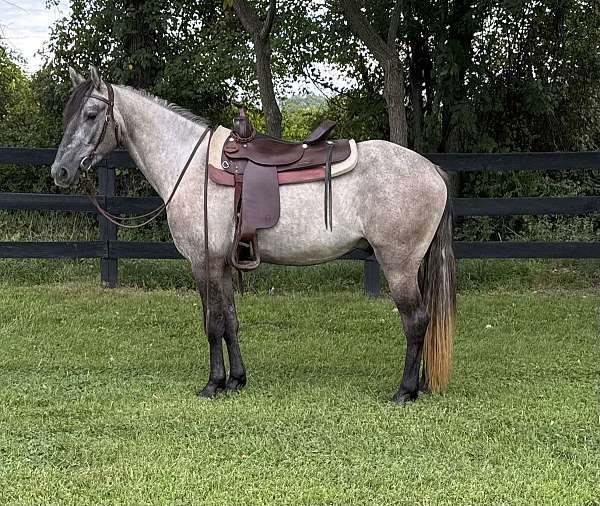 dun-grey-friesian-gelding