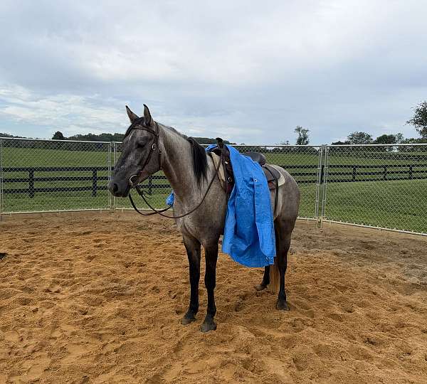 dun-grey-foundation-horse