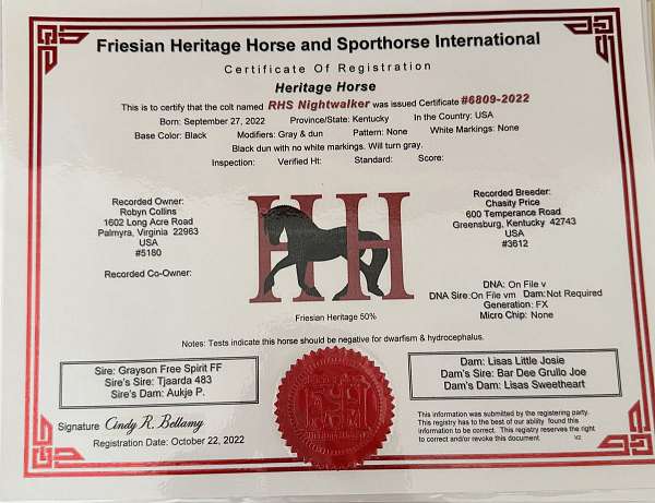 dun-grey-started-under-saddle-horse