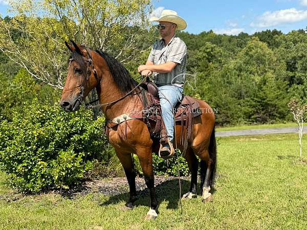 available-kentucky-mountain-horse