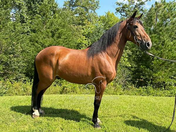 handle-kentucky-mountain-horse