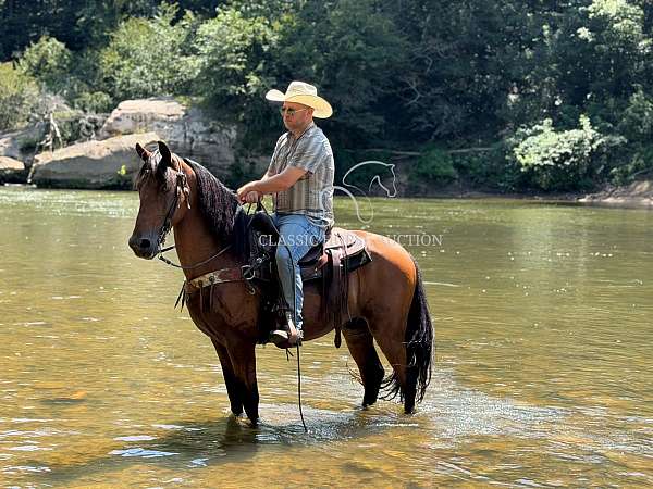 health-kentucky-mountain-horse