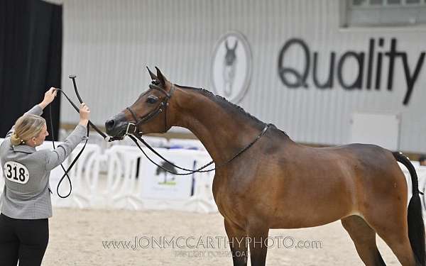 arabian-mare