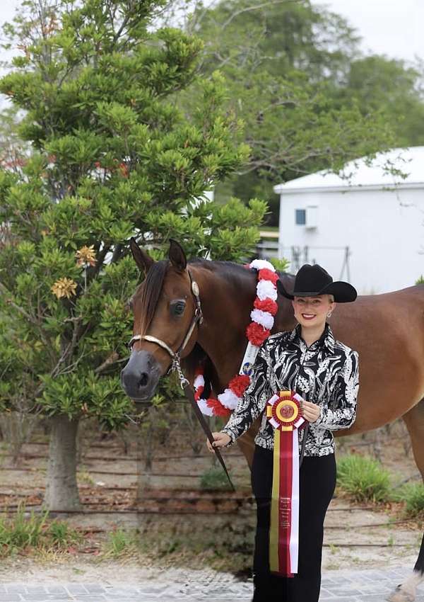 arabian-horse-for-sale