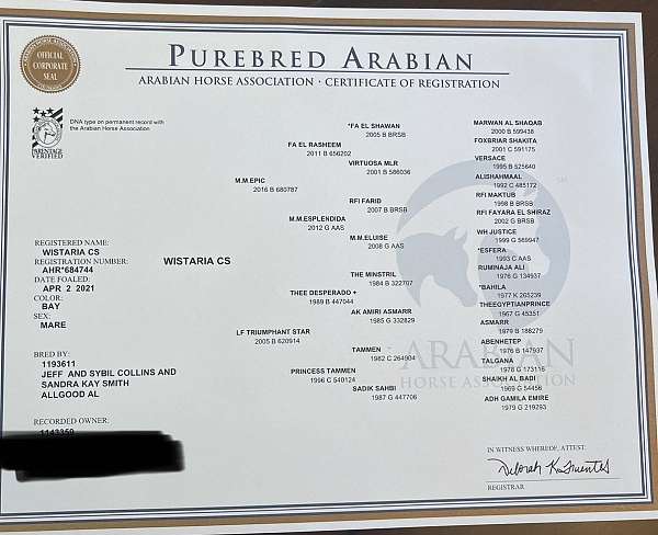 arabian-horse