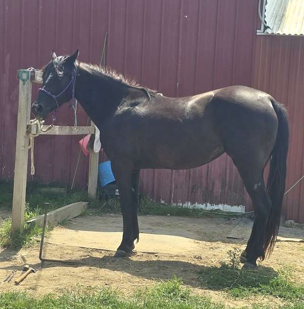 cross-dressage-quarter-horse